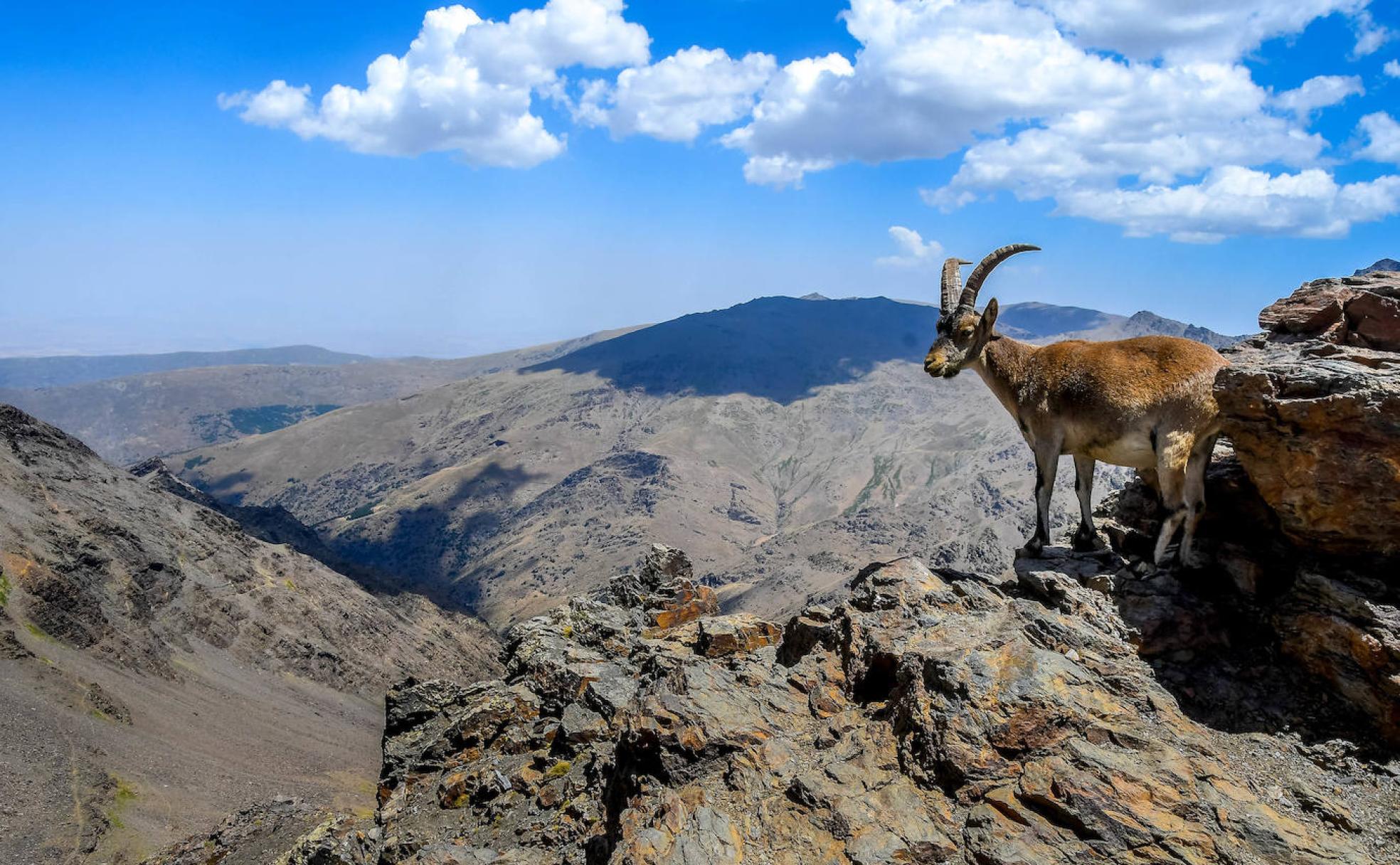 Fauna de Sierra Nevada: Un tesoro natural por descubrir